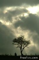 Gloomy Day